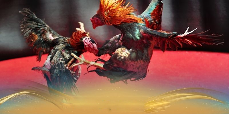 Vì sao nên chọn sảnh đá gà tại nhà cái 88AA?