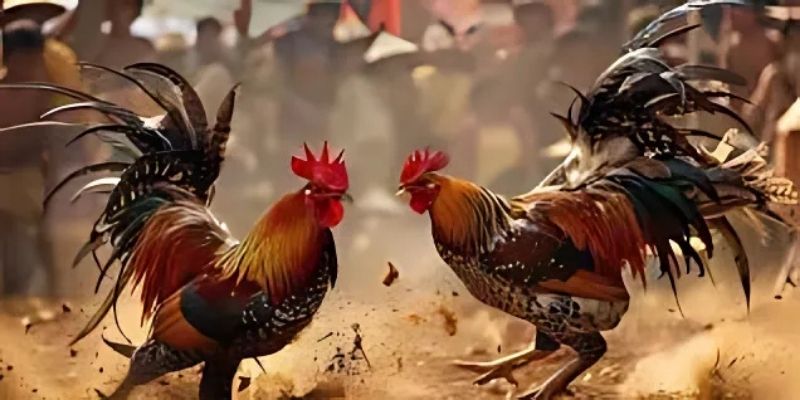 Đá gà 88AA dạng Meron – Wala