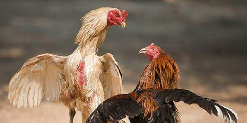 Mẹo đá gà 88AA cho người mới